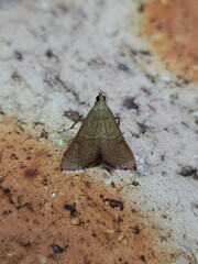 Endotricha dispergens