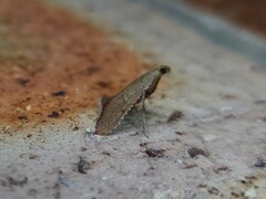 Endotricha dispergens