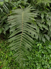 Pseudocyclosorus esquirolii