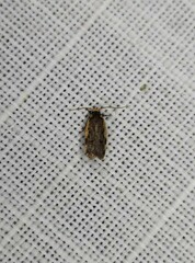 Hoplostega ochroma