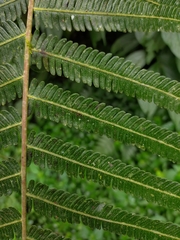 Pseudocyclosorus esquirolii