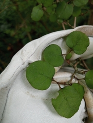 Coprosma rotundifolia