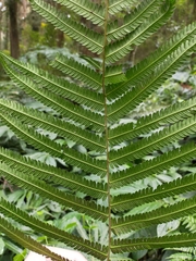 Pseudocyclosorus esquirolii