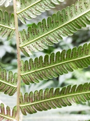 Pseudocyclosorus esquirolii