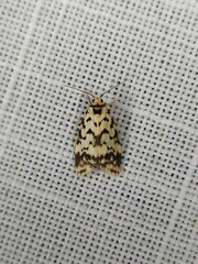 Goniosema anguliscripta