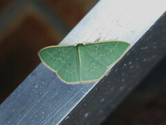 Chlorocoma melocrossa