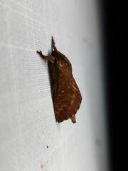 Elhamma australasiae