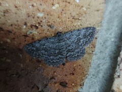 Psilosticha absorpta