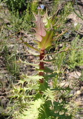 Berkheya cruciata