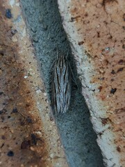 Leistarcha amphigramma