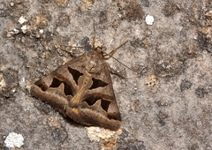 Euclidia triquetra