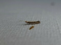 Plutella xylostella-australiana