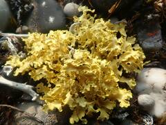 Vulpicida juniperinus