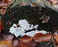 Neoantrodia serialis