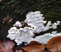 Neoantrodia serialis