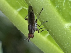 Dichetophora
