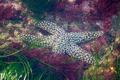 Pisaster giganteus
