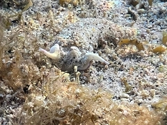 Plakobranchus ocellatus