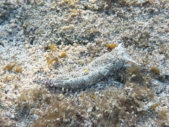 Plakobranchus ocellatus