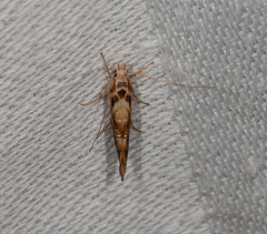 Trachydora chrysodoxa