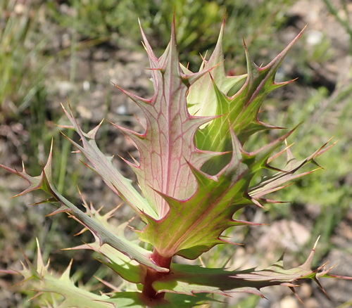 Image of Berkheya cruciata by (c) Nicola van Berkel, some rights reserved (CC BY-SA)