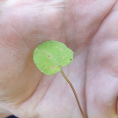 Centella cordifolia