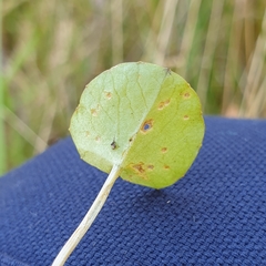 Centella cordifolia
