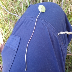 Centella cordifolia