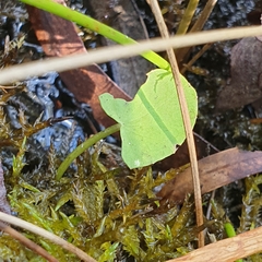 Centella cordifolia