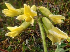 Astragalus umbellatus