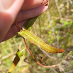 Persicaria praetermissa