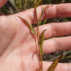 Persicaria praetermissa