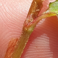 Persicaria praetermissa