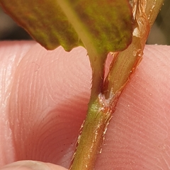Persicaria praetermissa