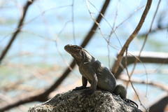 Cyclura cornuta