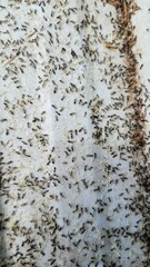 Technomyrmex albipes