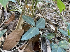 Tetrastigma formosanum
