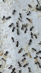 Technomyrmex albipes