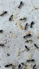 Technomyrmex albipes