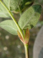 Astragalus umbellatus