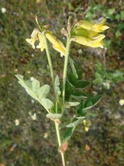 Astragalus umbellatus
