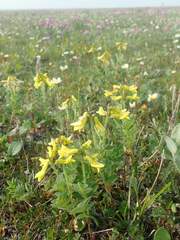 Astragalus umbellatus
