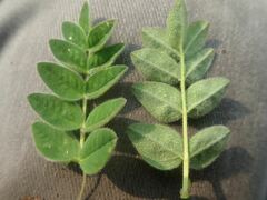 Astragalus umbellatus