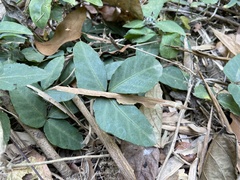 Tetrastigma formosanum