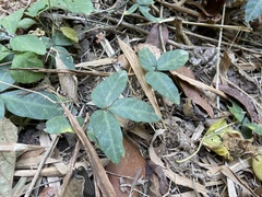 Tetrastigma formosanum