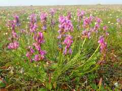 Oxytropis borealis viscida