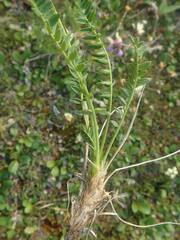 Oxytropis borealis viscida