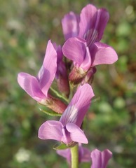 Oxytropis borealis viscida
