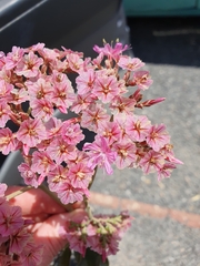 Limonium peregrinum
