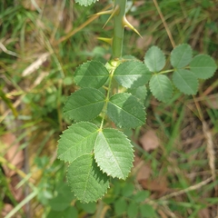 Rosa rubiginosa